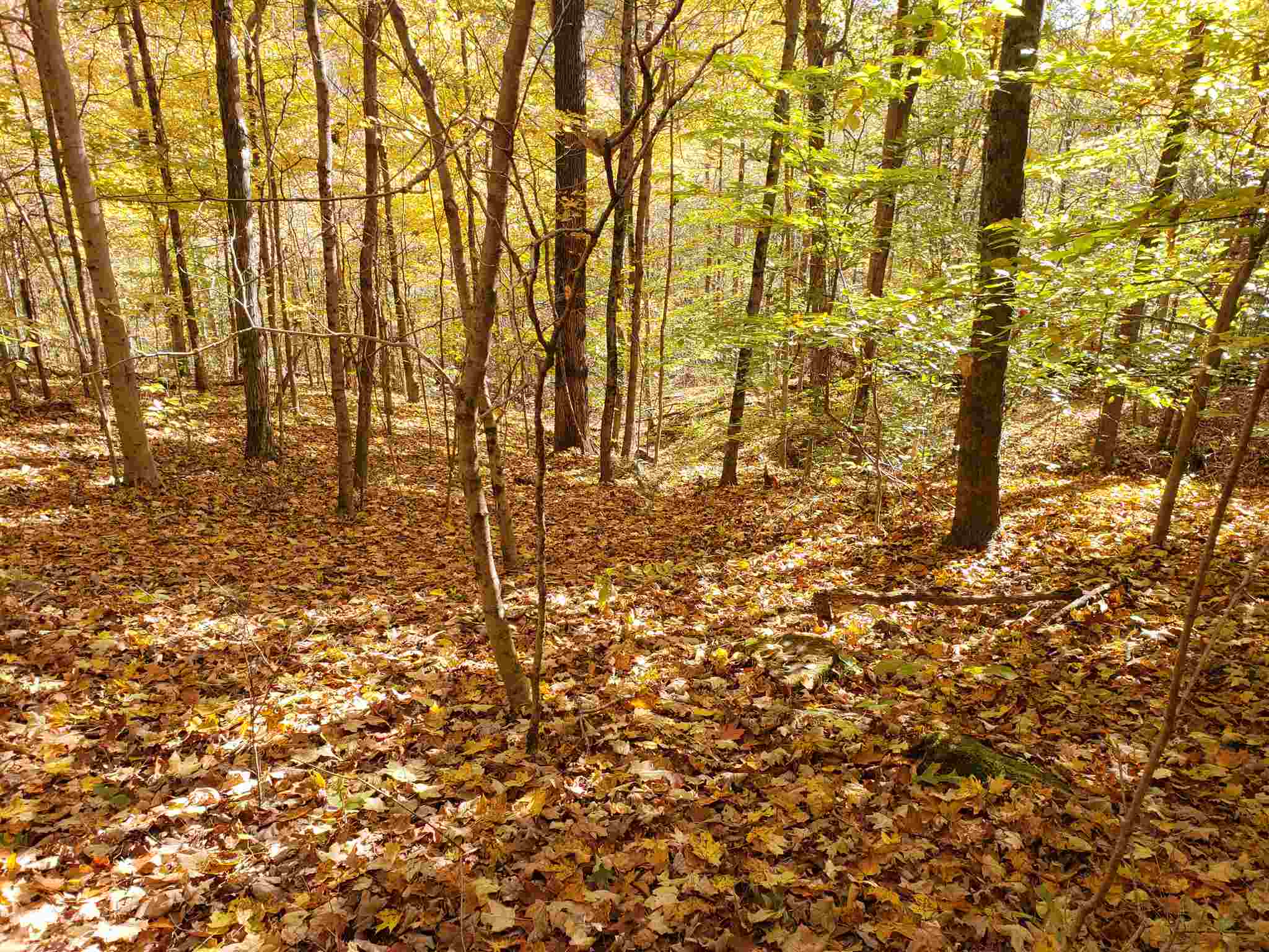 Williams Rd Shoals Mitchell, IN 47446 - Photo 11 of 15