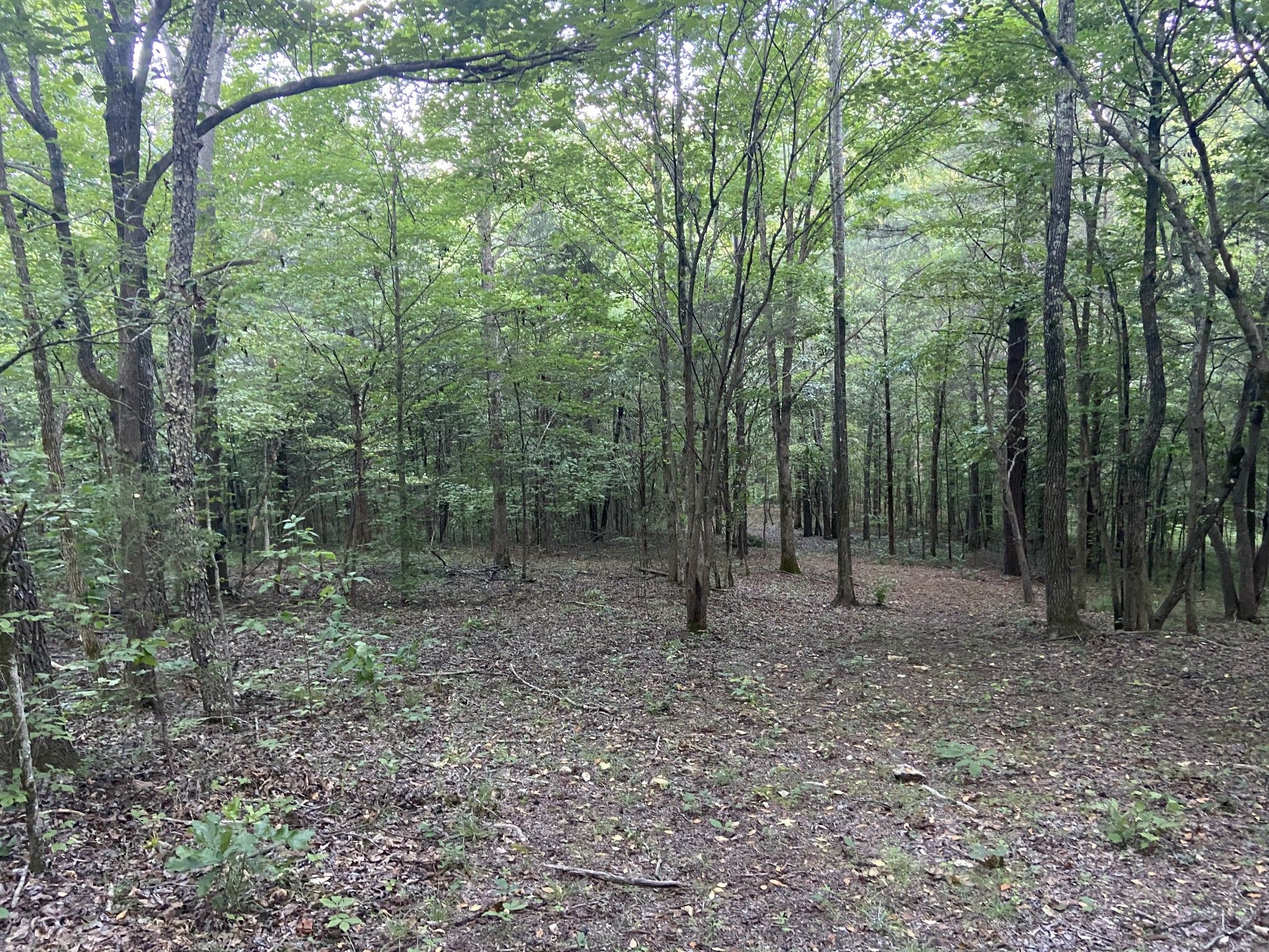 0 South Ore Road Westpoint, TN 38486 - Photo 5 of 5 a view of a forest with trees in the background