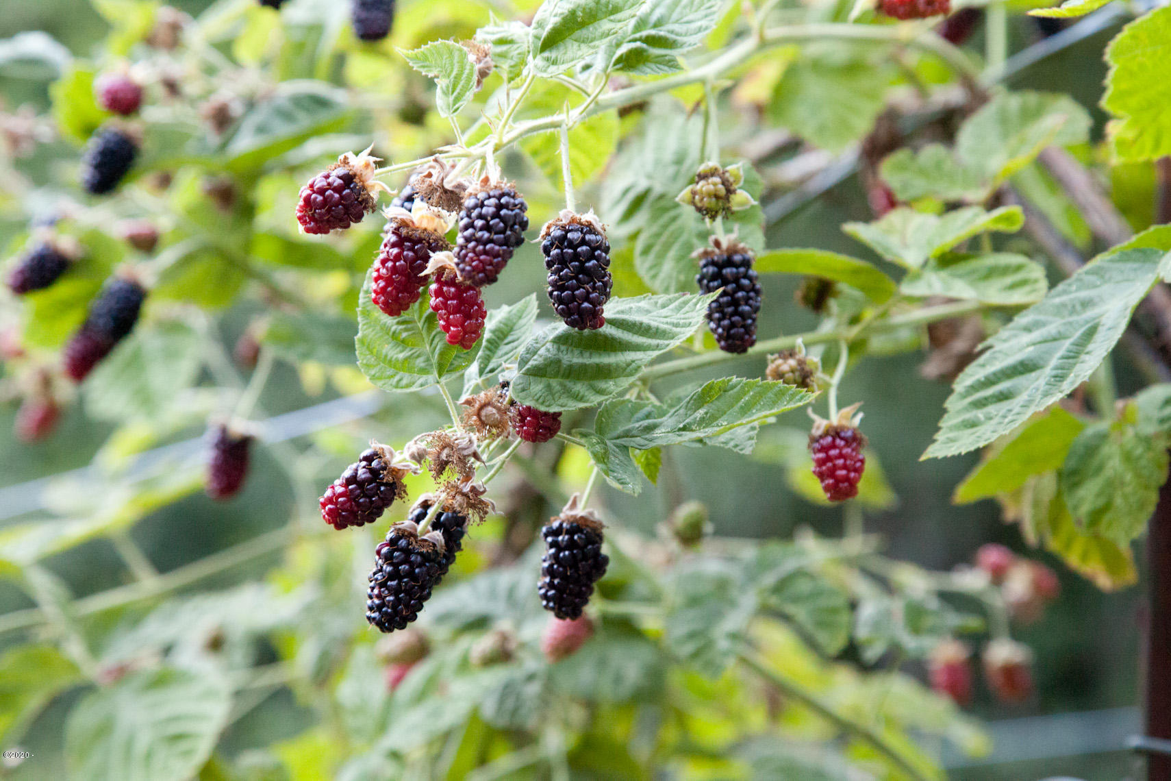 1266 North Yachats River Road Yachats, OR 97498 - Photo 61 of 79 Organic Berries