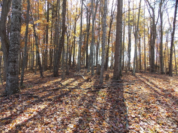 0 Berryhill Road Northwest Riner, VA 24149 - Photo 15 of 33 a view of outdoor space with lots of trees