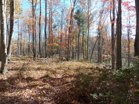 0 Berryhill Road Northwest Riner, VA 24149 - Photo 8 of 33 a view of outdoor space with large trees