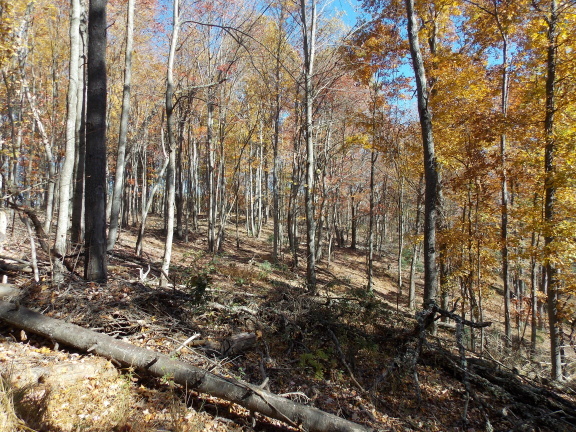 0 Berryhill Road Northwest Riner, VA 24149 - Photo 10 of 33 a view of forest