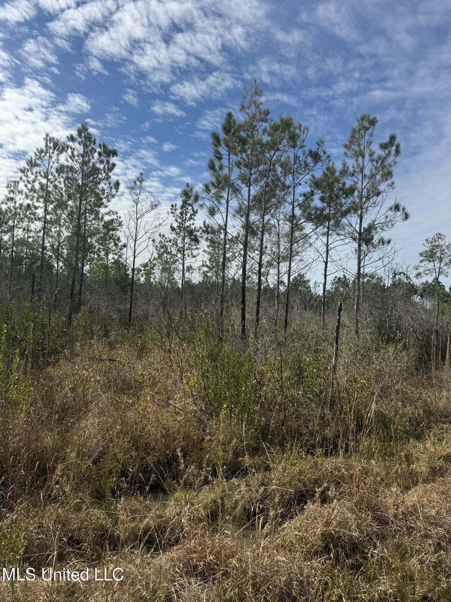 51 L Jack Stewart Road Poplarville, MS 39470 - Photo 5 of 17 IMG_0641