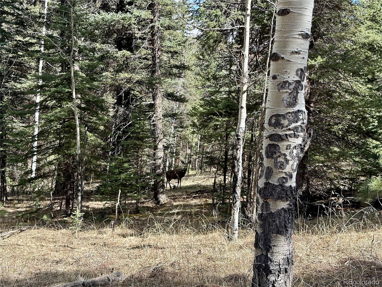 87 Rd C Pine, CO 80470 - Photo 9 of 28 Gallery Image 9