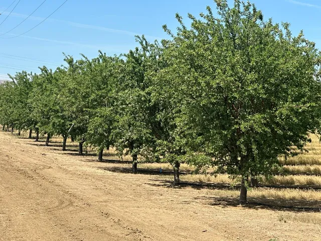a view of road and trees