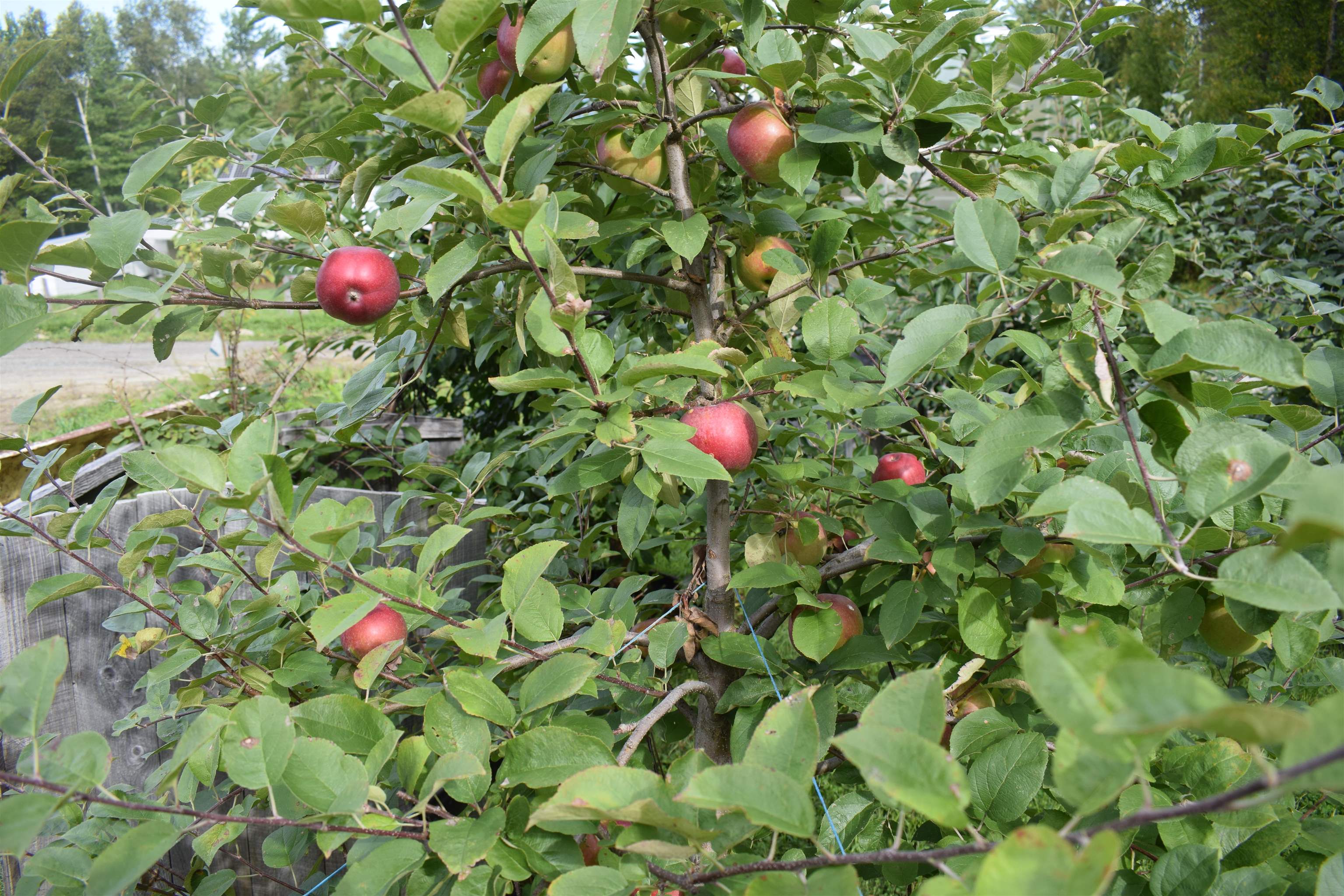 435 S Road Bethlehem, NH 03574 - Photo 8 of 15