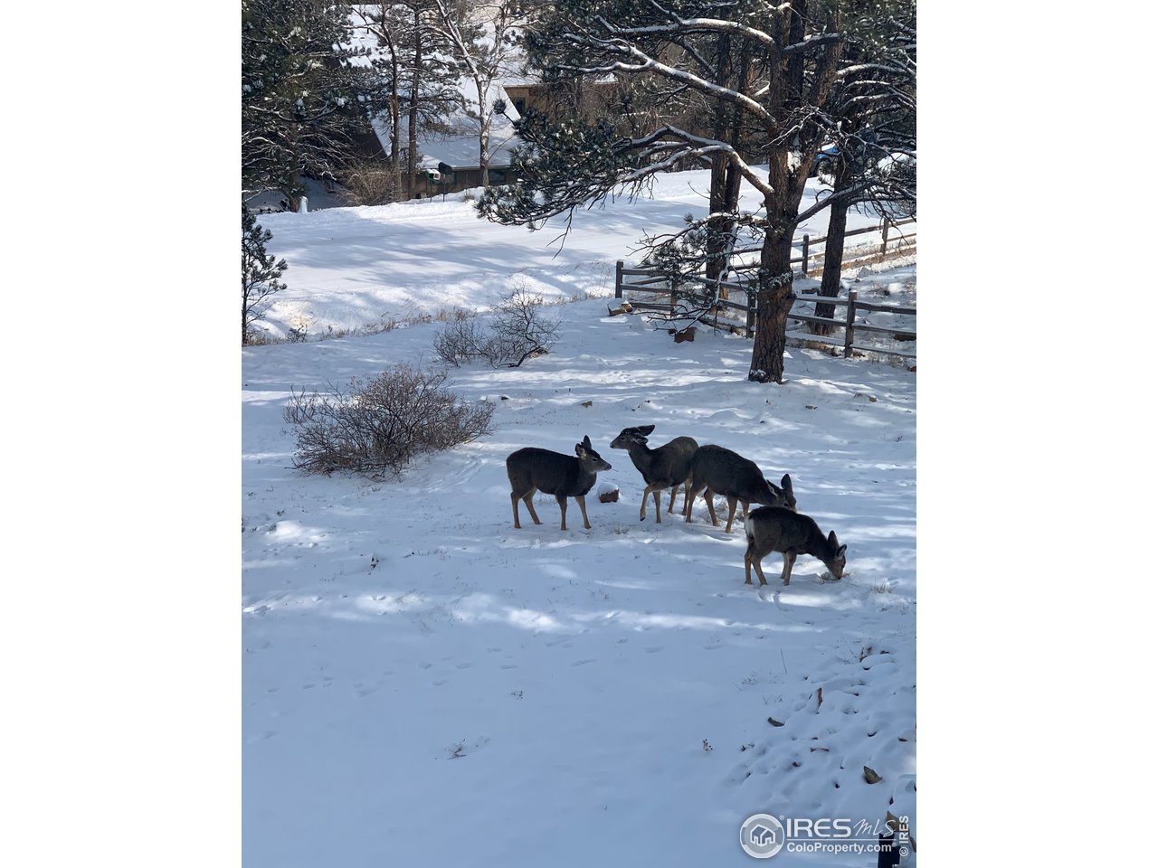 9042 Thunderhead Drive Boulder, CO 80302 - Photo 37 of 40 a view of a yard with a tree