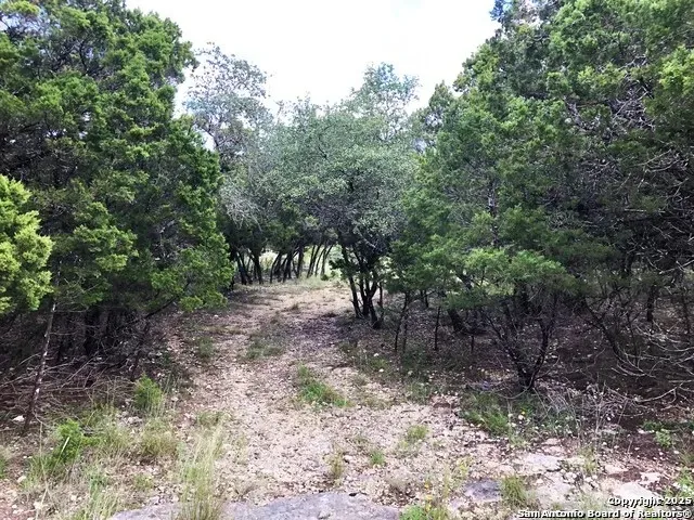 a view of a forest filled with trees