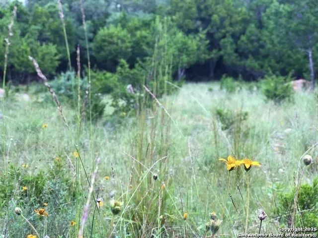 a backyard of a house with lots of green space and trees all around