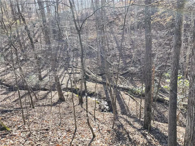 a yard with tall trees