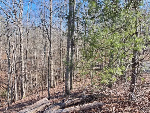 a view of a forest filled with trees