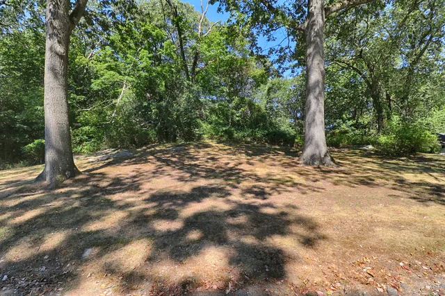a view of a forest with trees