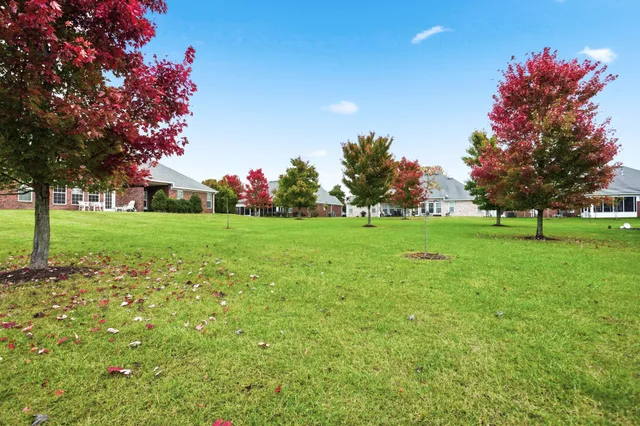 a view of a trees with a big yard