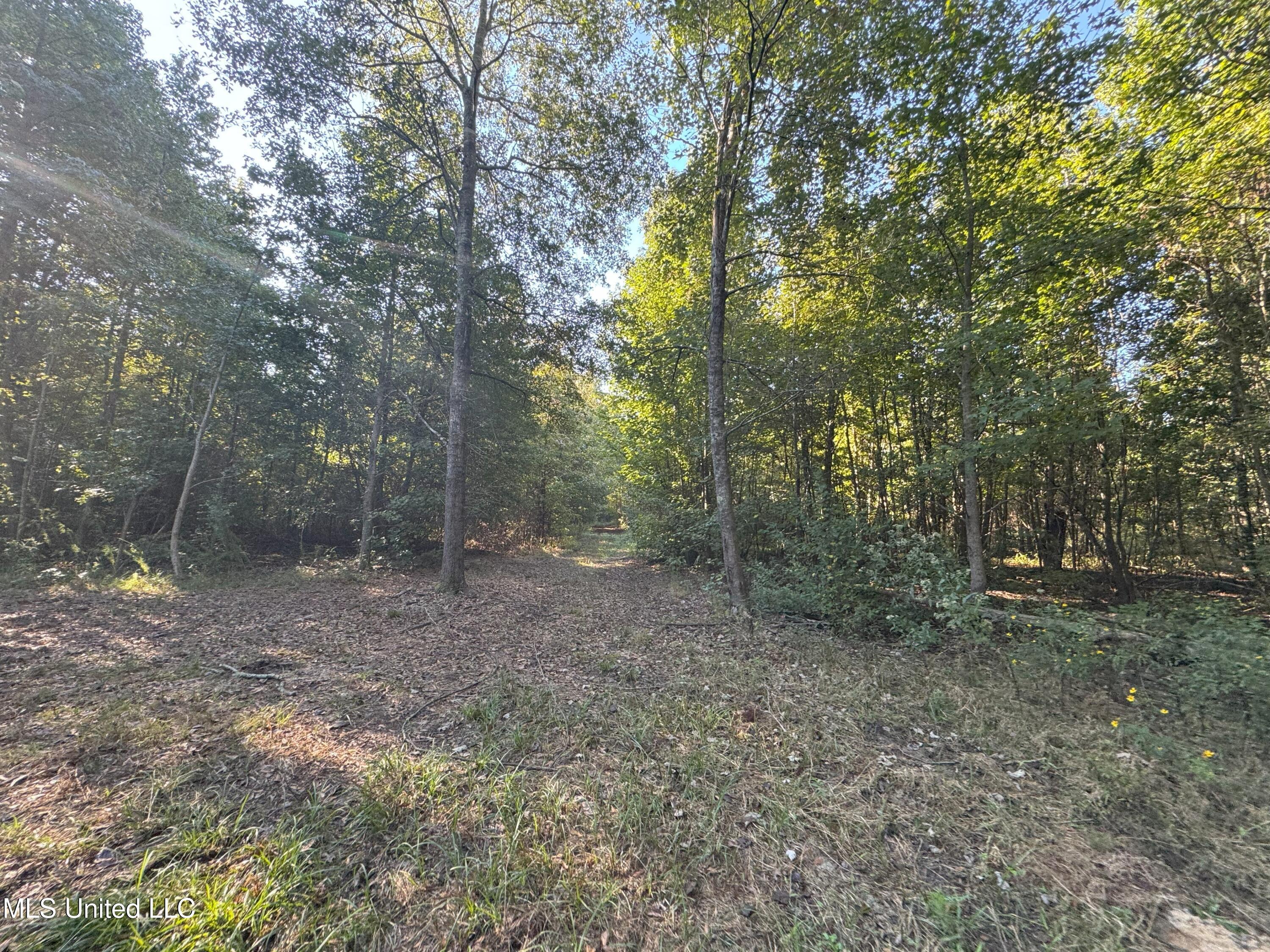 0 Weir Road Holcomb, MS 38940 - Photo 11 of 32 IMG_6307