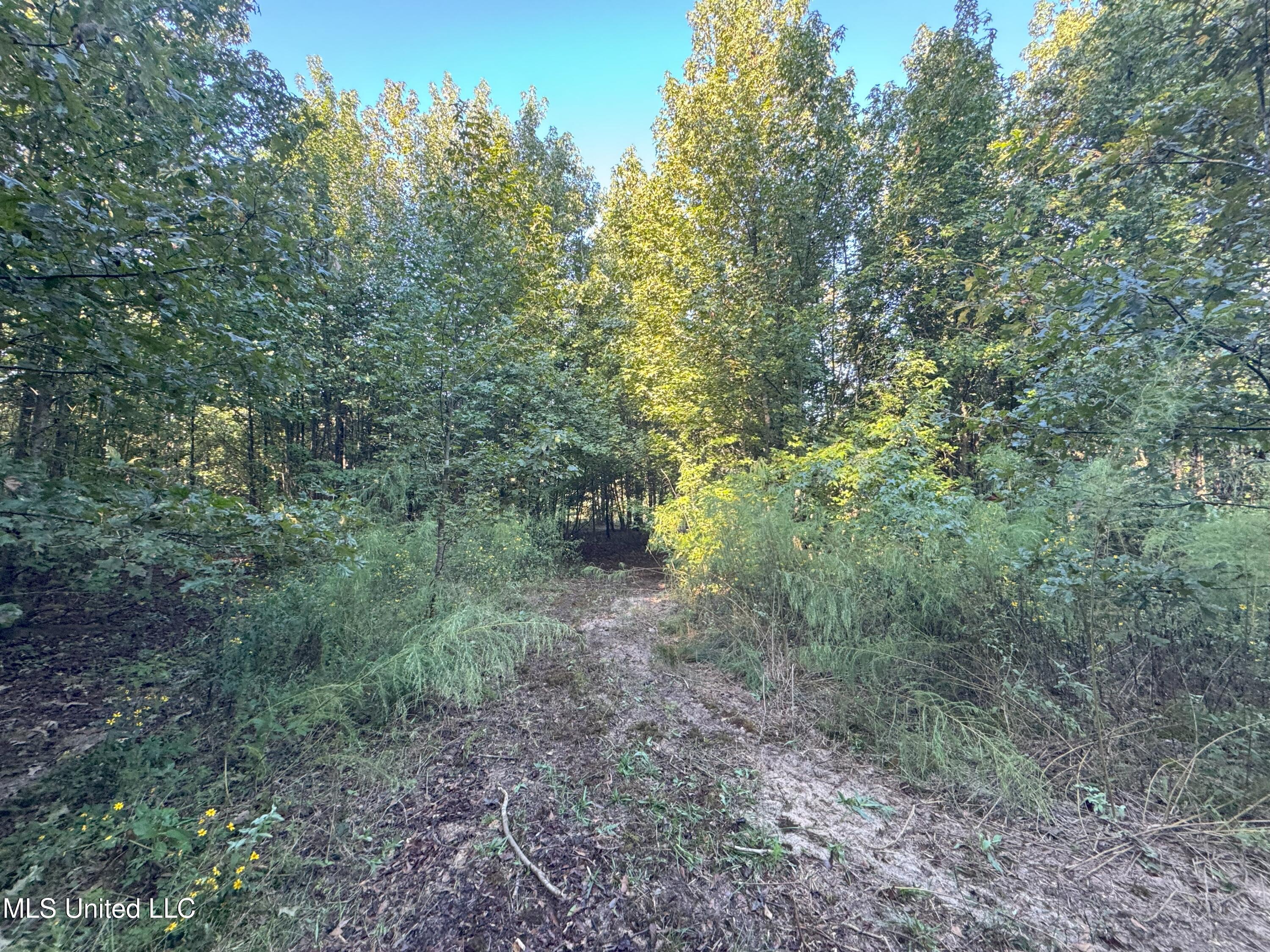 0 Weir Road Holcomb, MS 38940 - Photo 15 of 32 IMG_6312