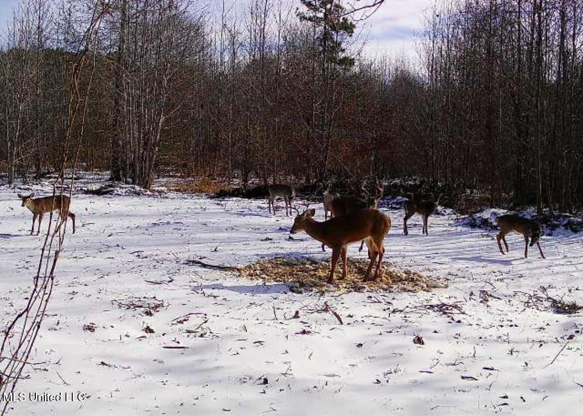 0 Weir Road Holcomb, MS 38940 - Photo 21 of 32 IMG_6046