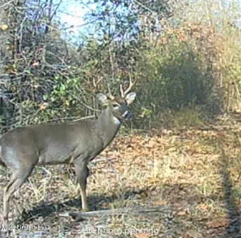 $78,000 | 0 Weir Road, Holcomb, MS 38940