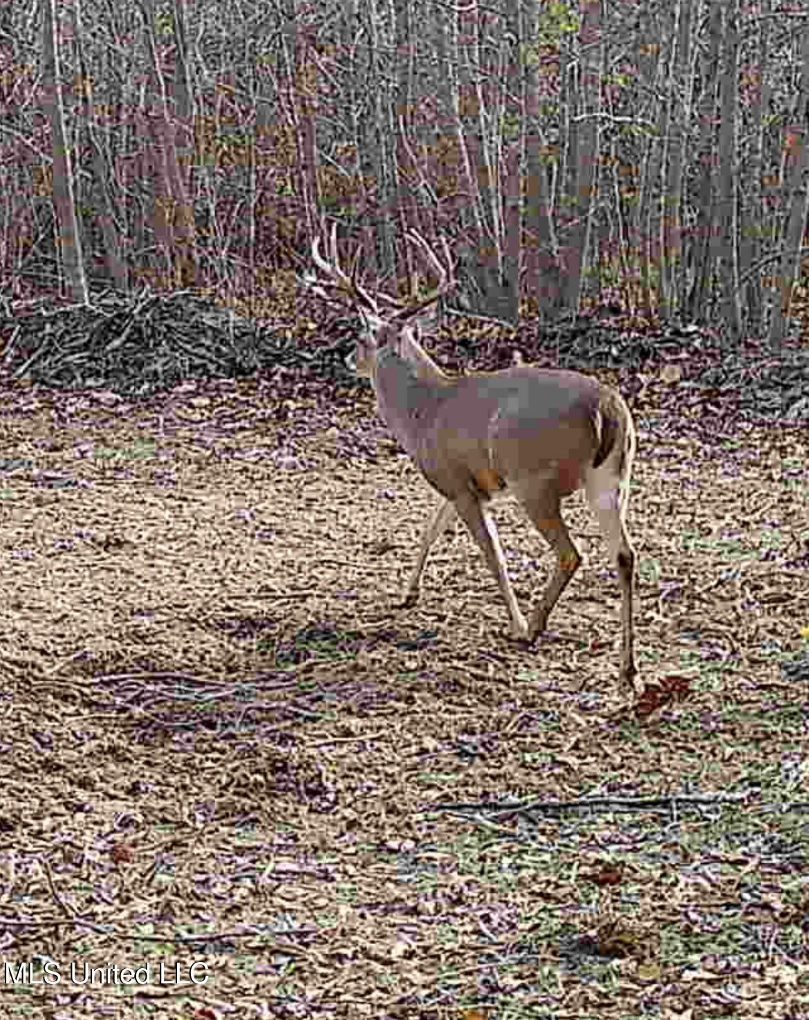 0 Weir Road Holcomb, MS 38940 - Photo 23 of 32 IMG_5835