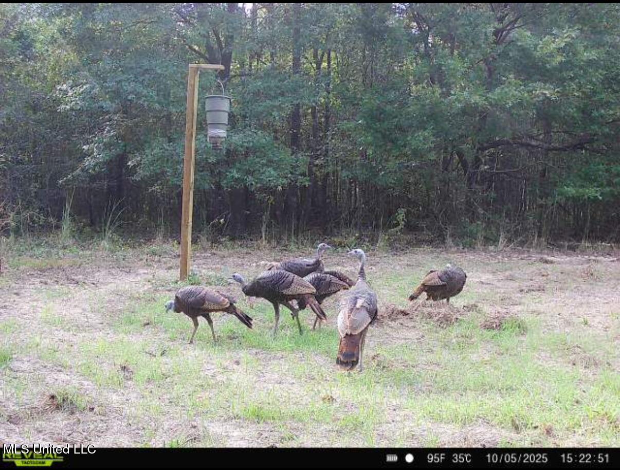 0 Weir Road Holcomb, MS 38940 - Photo 24 of 32 IMG_1791