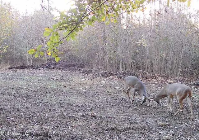 $78,000 | 0 Weir Road, Holcomb, MS 38940