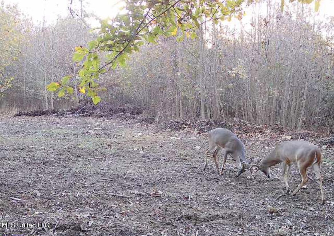 0 Weir Road Holcomb, MS 38940 - Photo 25 of 32 IMG_5531