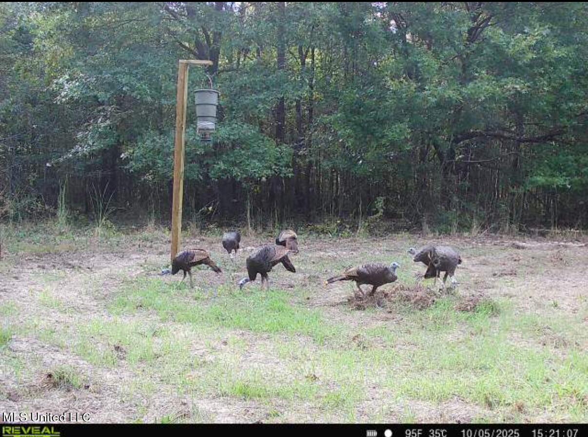 0 Weir Road Holcomb, MS 38940 - Photo 26 of 32 IMG_1790