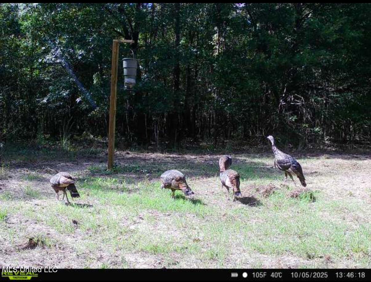 0 Weir Road Holcomb, MS 38940 - Photo 27 of 32 IMG_1789