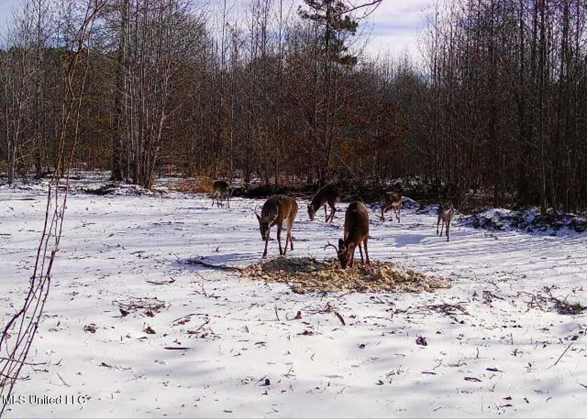 0 Weir Road Holcomb, MS 38940 - Photo 28 of 32 IMG_6044