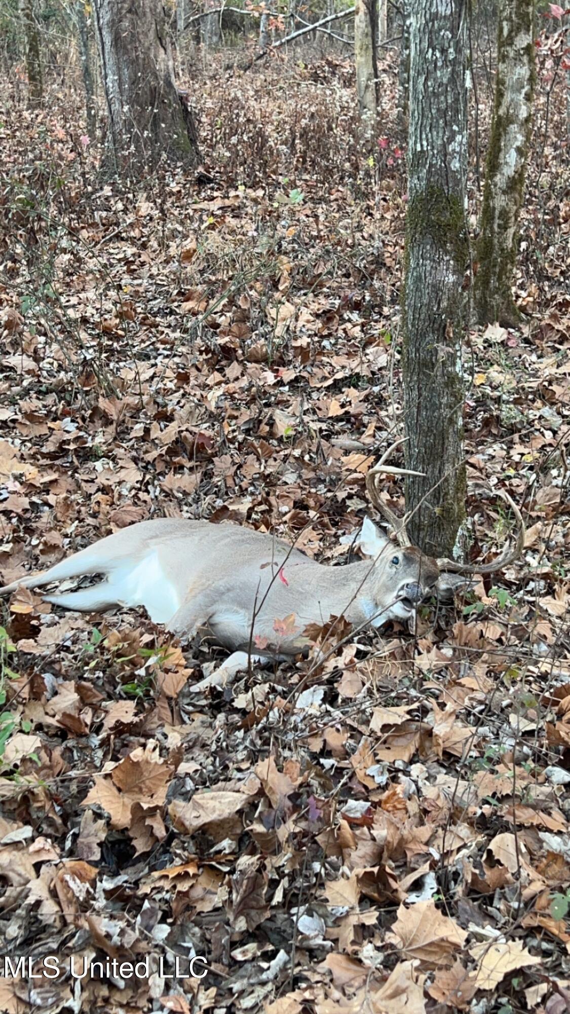 0 Weir Road Holcomb, MS 38940 - Photo 30 of 32 IMG_5750