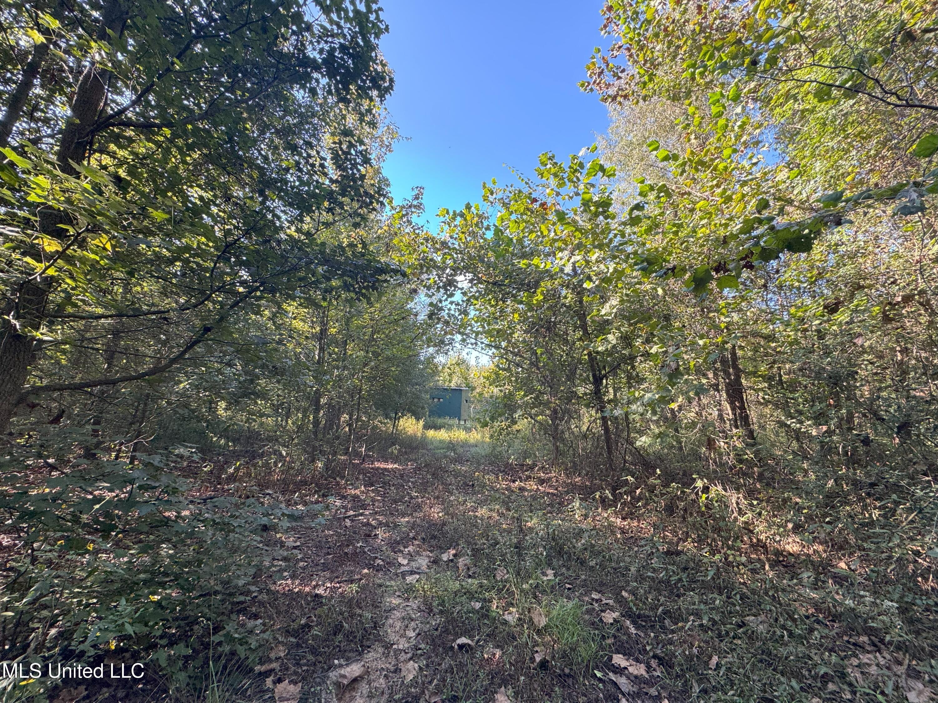 0 Weir Road Holcomb, MS 38940 - Photo 3 of 32 IMG_6333