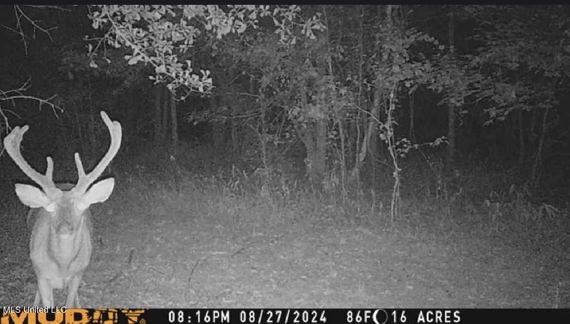 0 Weir Road Holcomb, MS 38940 - Photo 31 of 32 IMG_7983