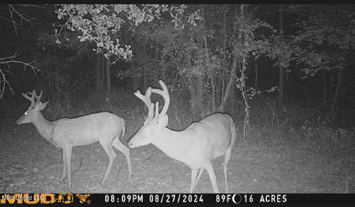 0 Weir Road Holcomb, MS 38940 - Photo 32 of 32 IMG_7985