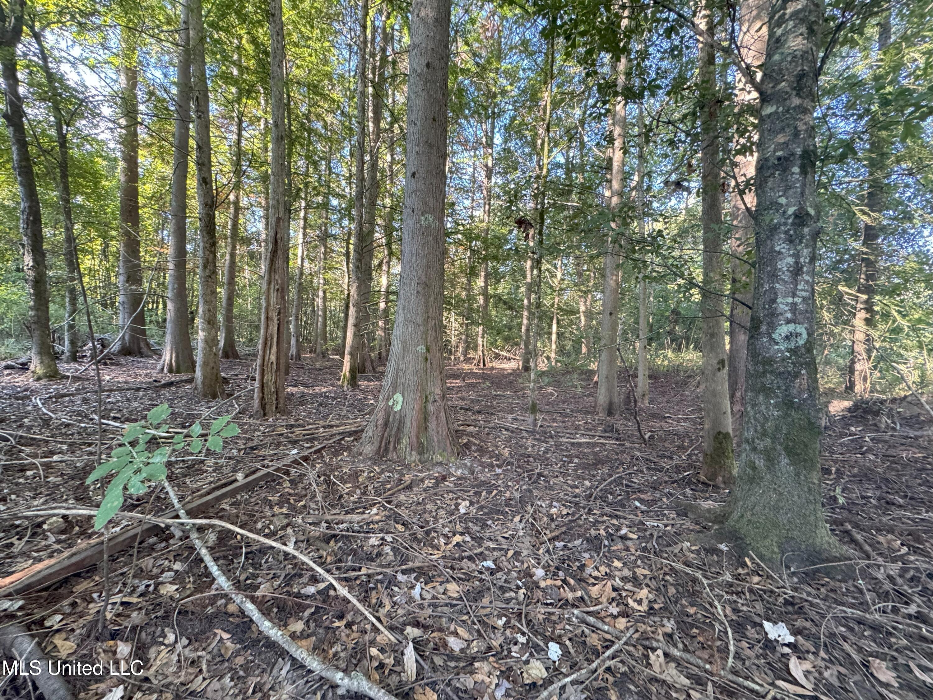 0 Weir Road Holcomb, MS 38940 - Photo 7 of 32 IMG_6306