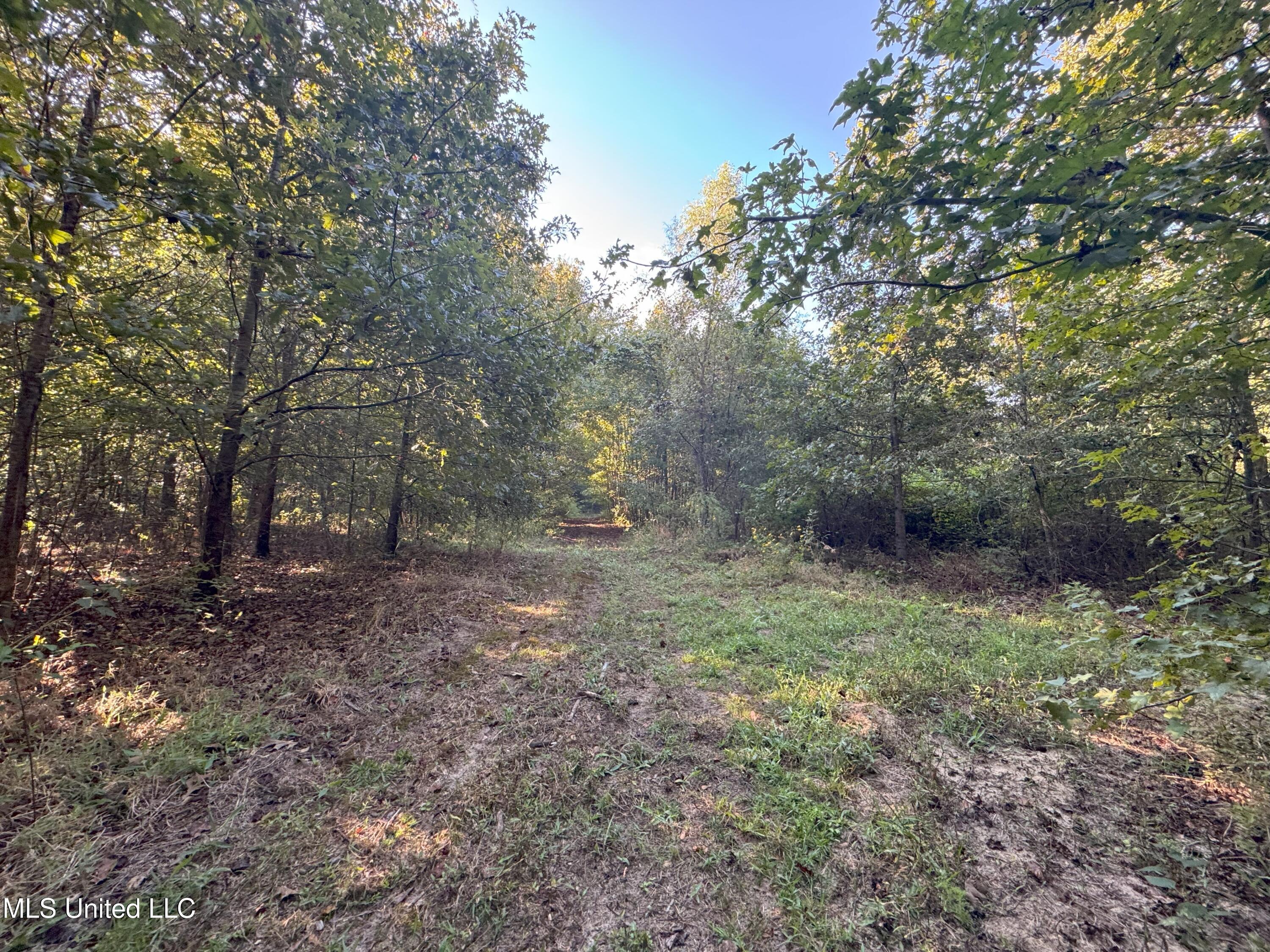 0 Weir Road Holcomb, MS 38940 - Photo 10 of 32 IMG_6309