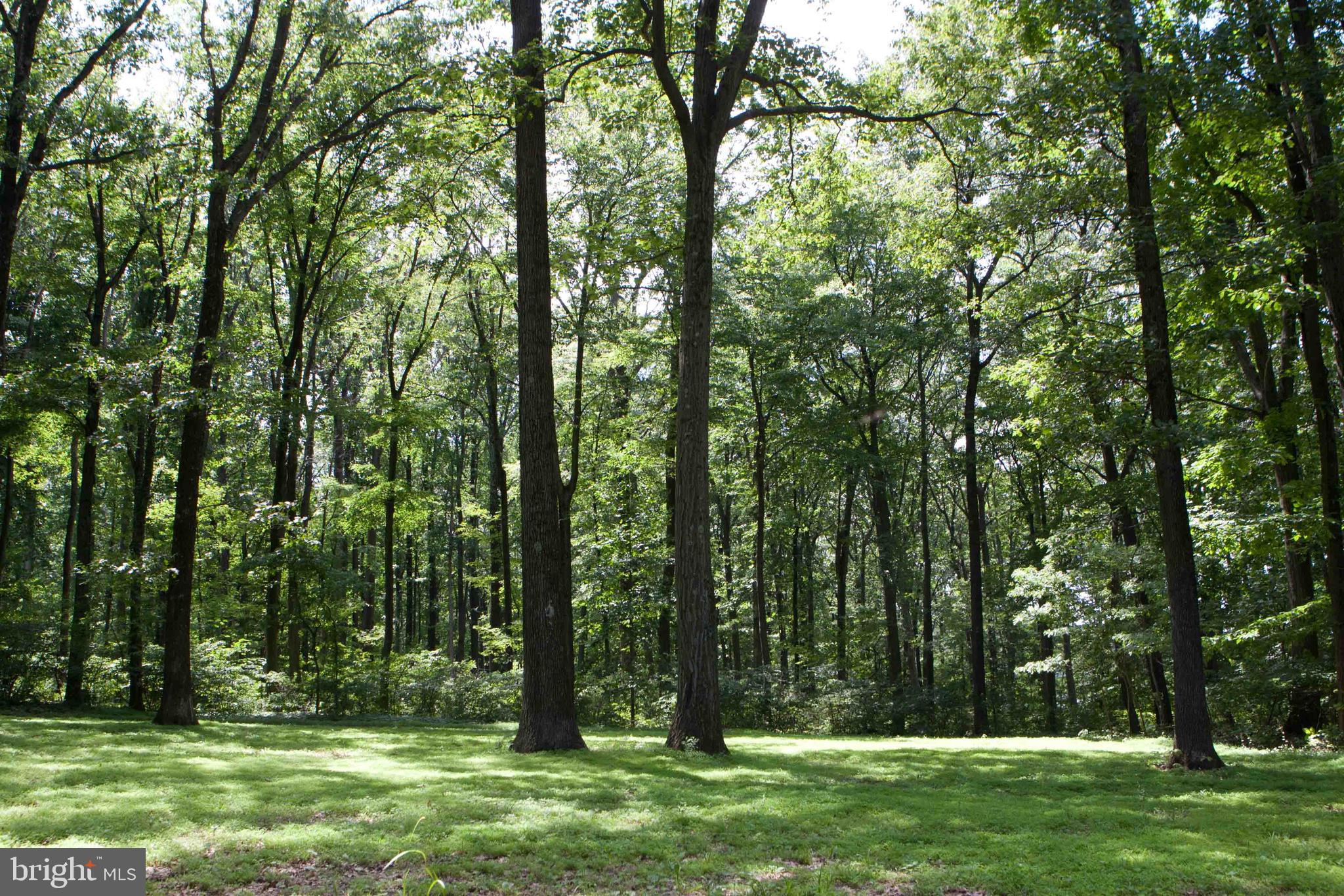 279 County Line Road Riegelsville, PA 18077 - Photo 3 of 24 a view of outdoor space with trees