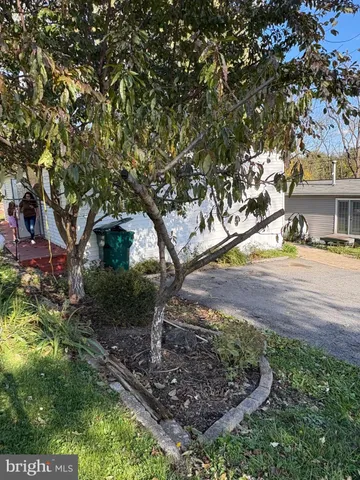 a view of a yard with plants and large trees