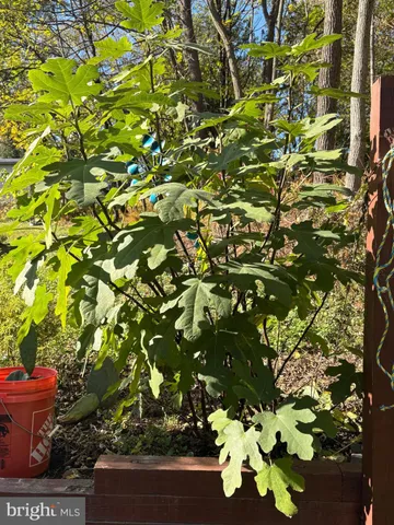 a picture of flowers