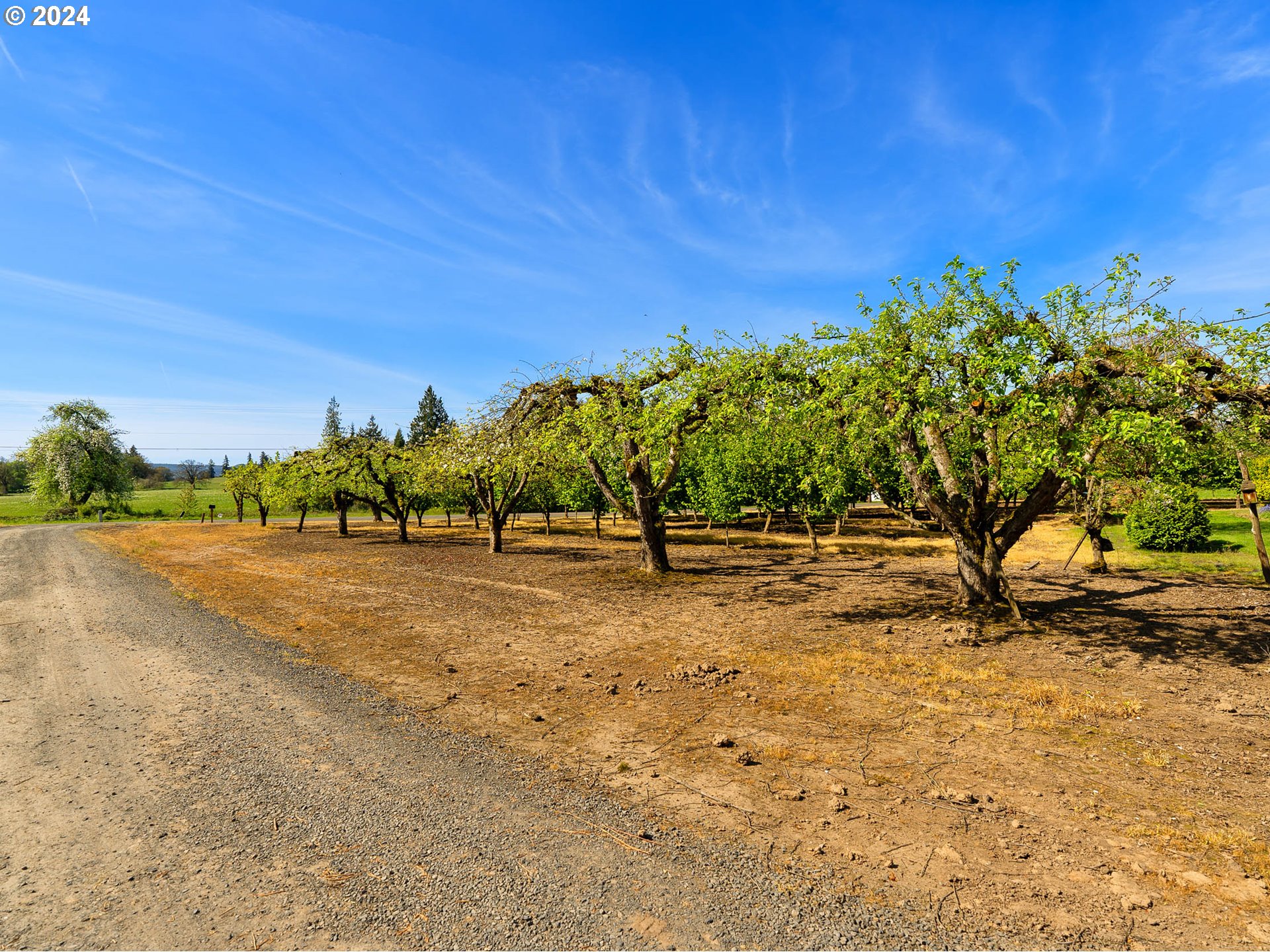 23865 Southwest Tile Flat Road Hillsboro, OR 97123 - Photo 5 of 36 a view of a yard with plants and trees