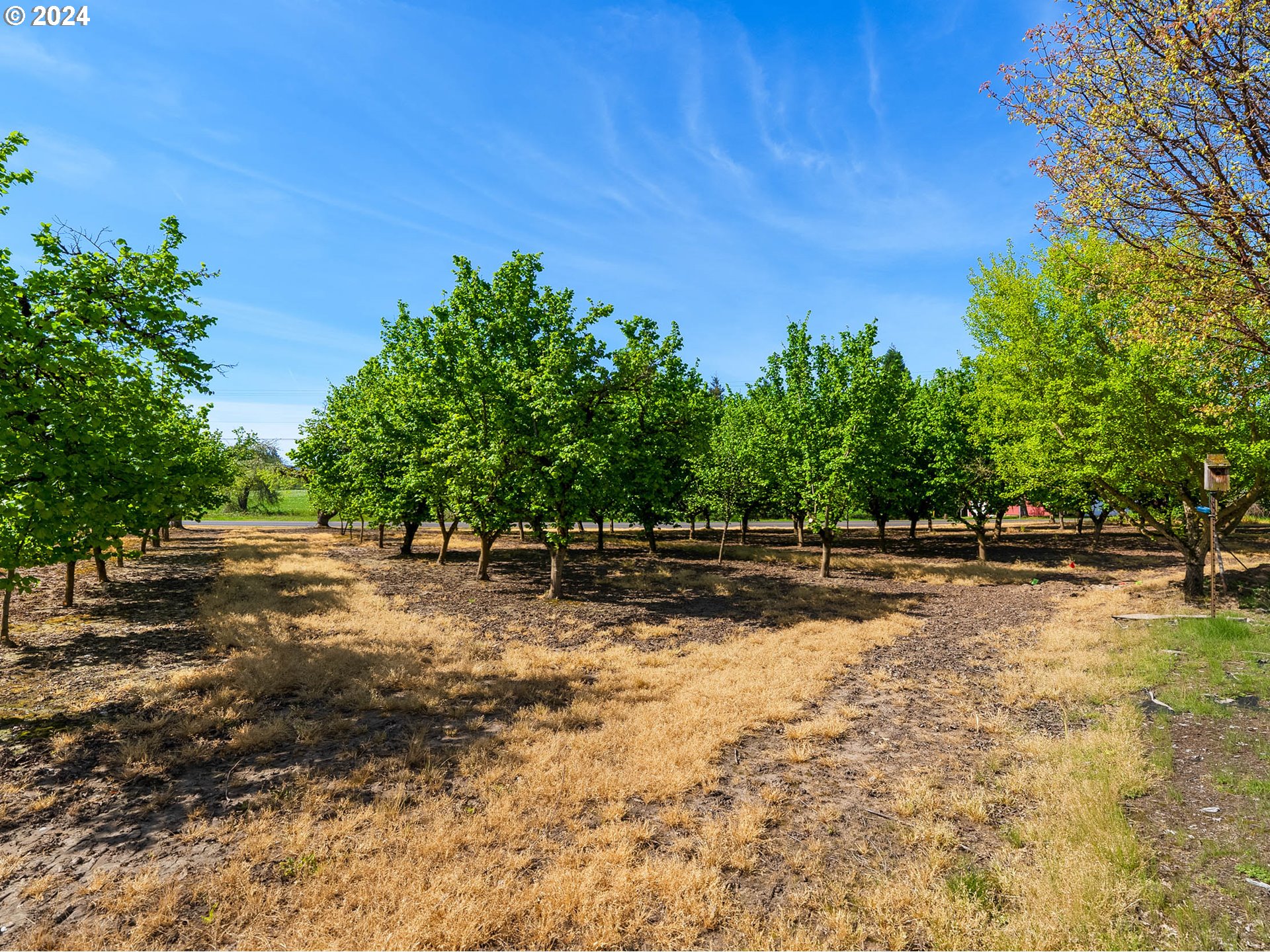 23865 Southwest Tile Flat Road Hillsboro, OR 97123 - Photo 6 of 36 a view of a yard with trees