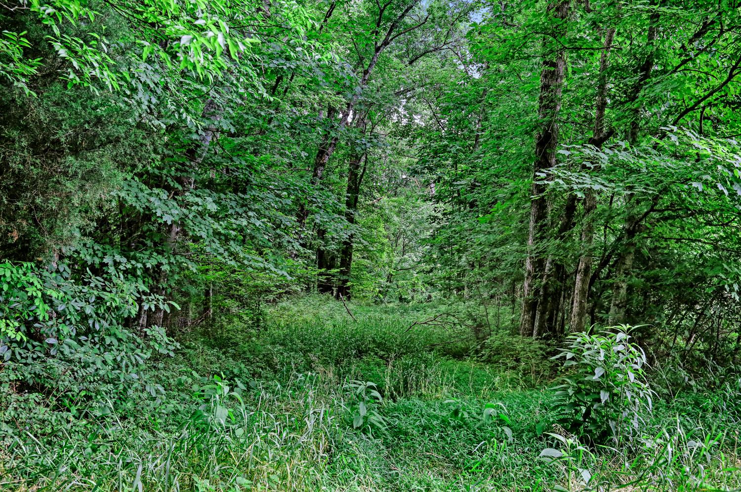 0 Kelly Creek Road Ardmore, TN 38449 - Photo 4 of 6