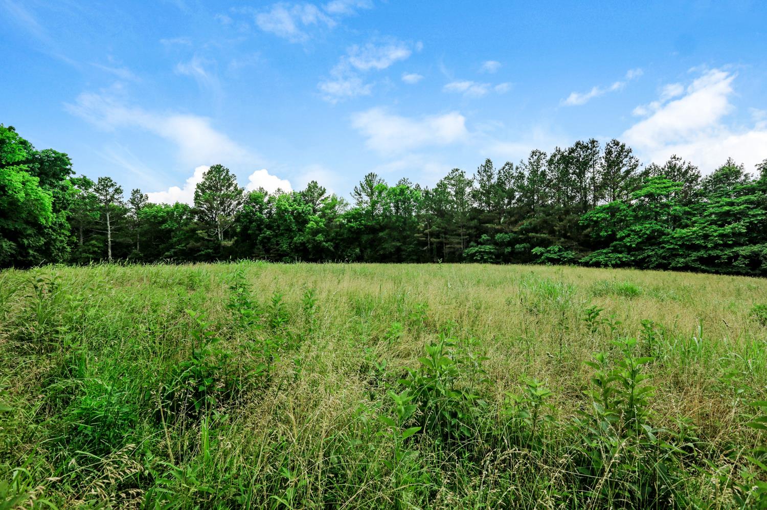 0 Kelly Creek Road Ardmore, TN 38449 - Photo 5 of 6