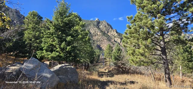 a view of a tree in a yard
