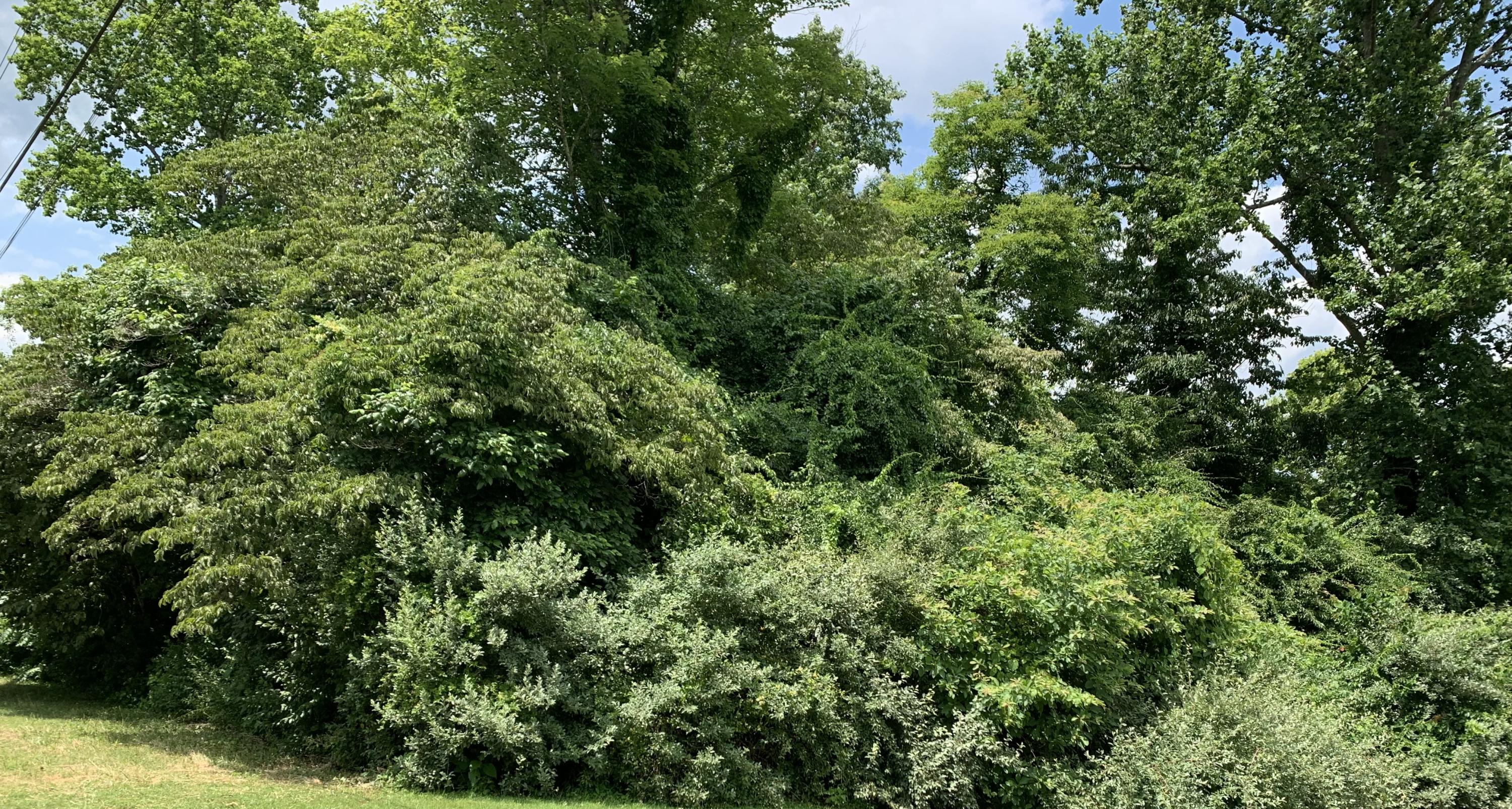 Lot 2 Ridge Circle Road Andersonville, TN 37705 - Photo 2 of 3 crrlot2