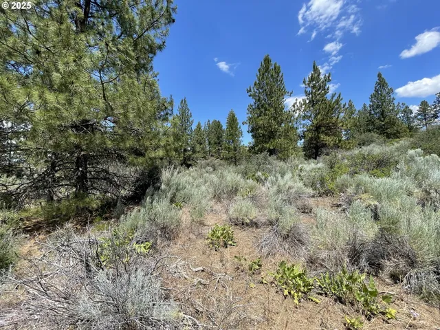 a view of a lush green forest with lots of trees