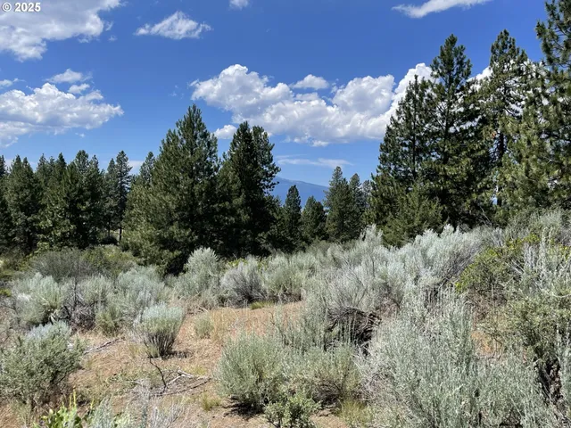 a view of a forest with trees in the background