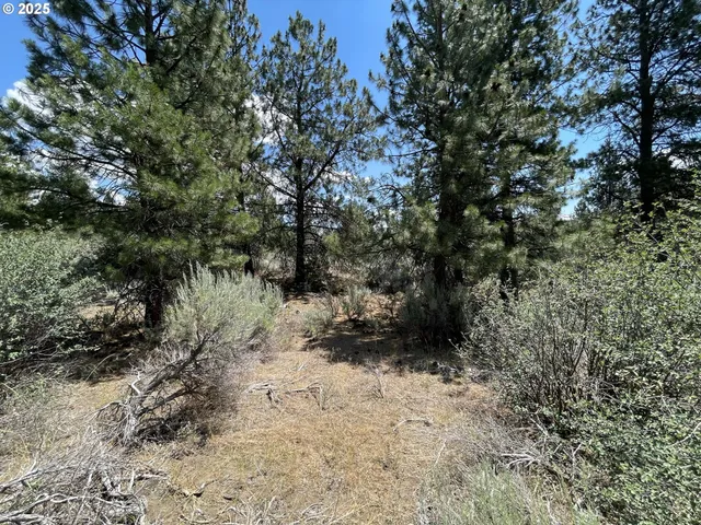 a view of a forest with a tree