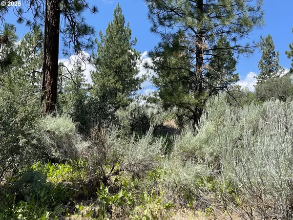 a view of a forest with trees