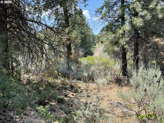 a view of a forest with a tree