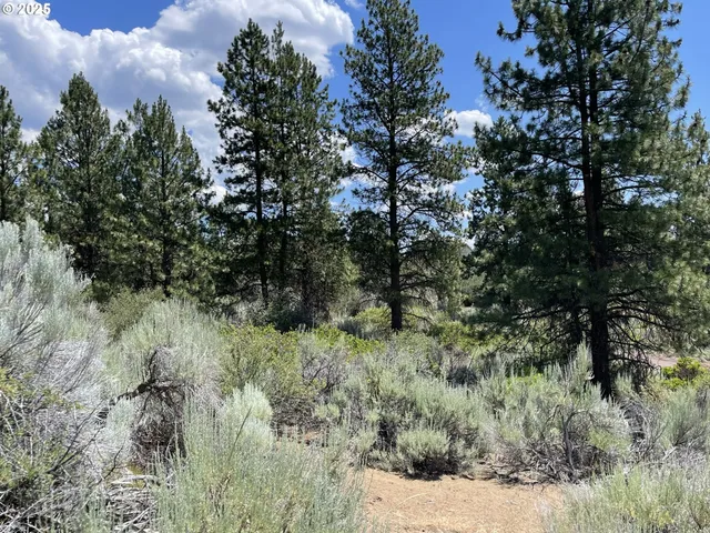 a view of a forest with lots of trees