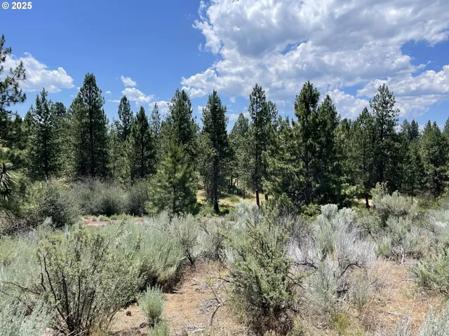 a view of a forest with a tree in the background